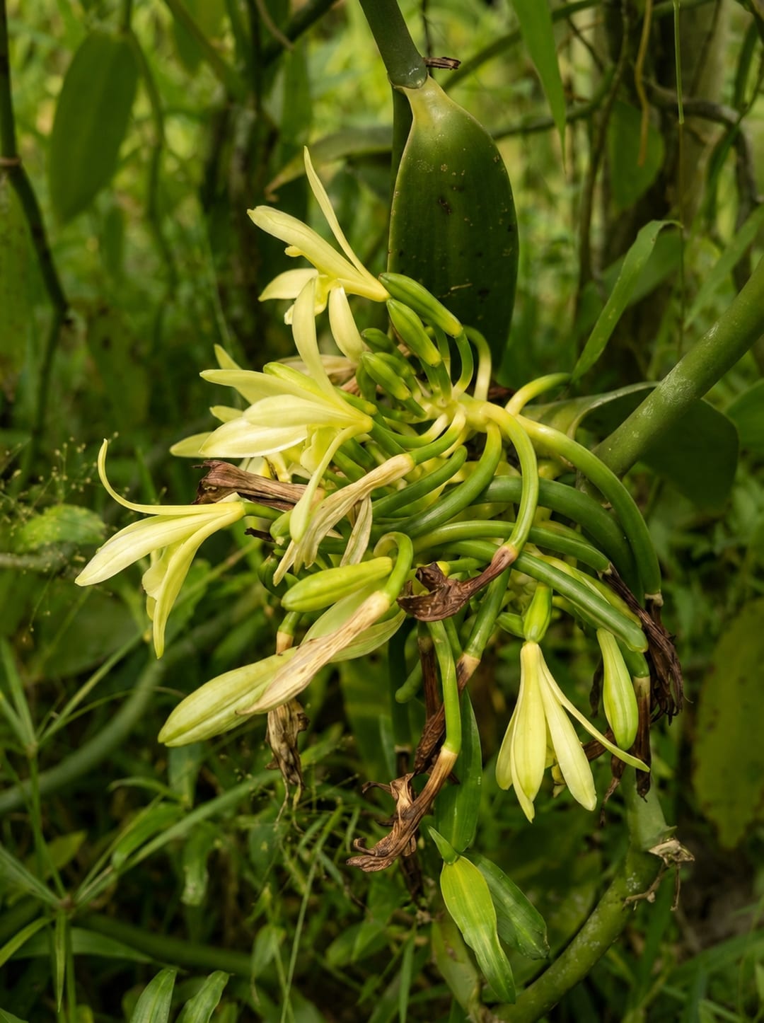 Floraison éphémère
